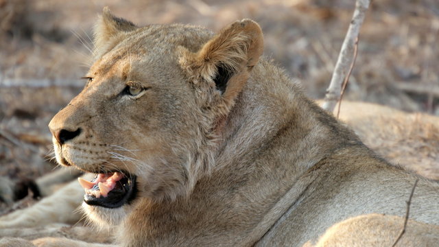 Lioness, Sabi Sands, Kruger National Park, South Africa