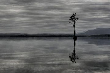 One tree in lake brunner in New Zealand