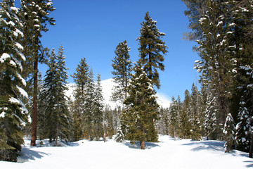 Obraz na płótnie Canvas Winter Trees