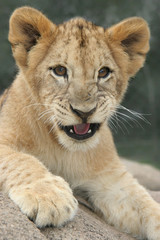 Fototapeta na wymiar Lion Cub Warcząc