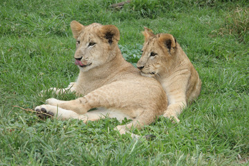 Obraz premium Lion cubs lying in the sun