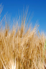 Wheat ears