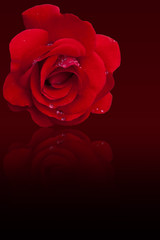 Rose mit Regentropfen