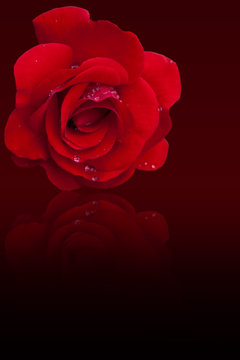 Rose mit Regentropfen