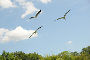 Störche im Flug