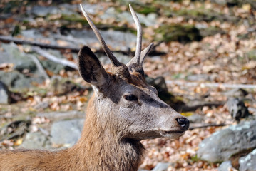 Wapiti