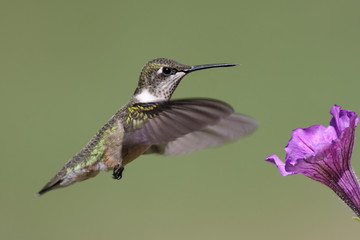 Fototapeta premium Juvenile Ruby-throated Hummingbird