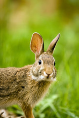 Hare