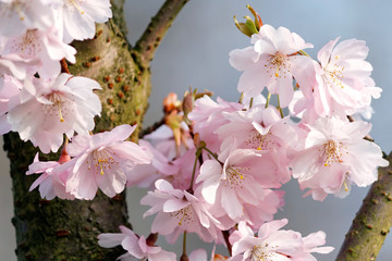 Close-up of cherry blossoms (Prunus subhirtella) in April