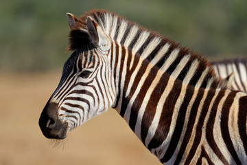 Fototapeta na wymiar Plains (Burchell's) Zebra (Equus quagga), South Africa