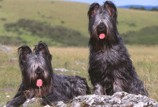 deux bergers de brie (briards) noir assis c&ocirc;te &agrave; c&ocirc;te -amiti&eacute;