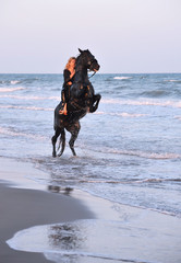 cheval cabré sur la plage