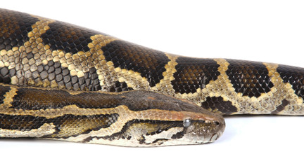 a photo of anaconda on white