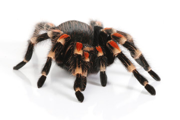 a close up shot of the Mexican redknee tarantula
