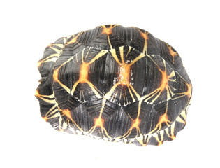 macro studio photo of a tortoise shell top view