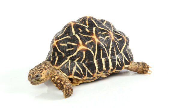 macro studio photo of a tortoise side view