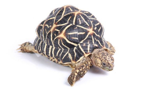 macro studio photo of a tortoise