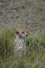 Cheetah (Acinonyx jubatus), Masai Mara, Kenya