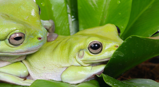 a photo of two green frogs sitting on leaf