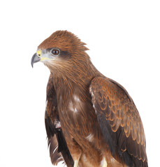 a close up studio shot of a brown eagle