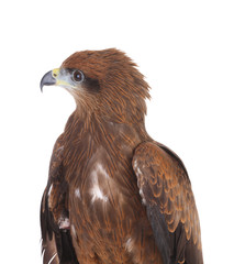 a close up studio shot of a brown eagle