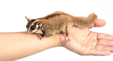 sugar glider on white background
