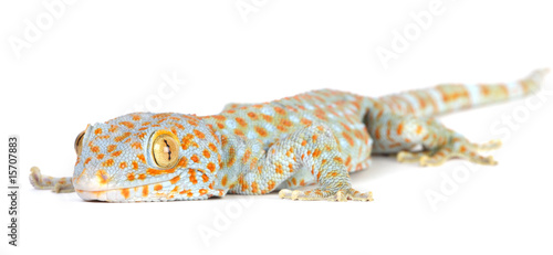Tuko Gecko Price In India,How the International Trade in Geckos Is a Scam