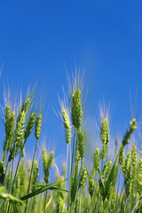 field of a green wheat before harvesting