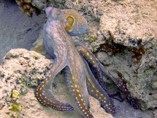 Krake / Octopus