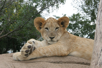Lion cub lying in the sun