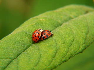 Marienkäfer I