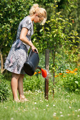 Woman watering apple tree