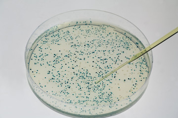 Blau-weiss-Selektion