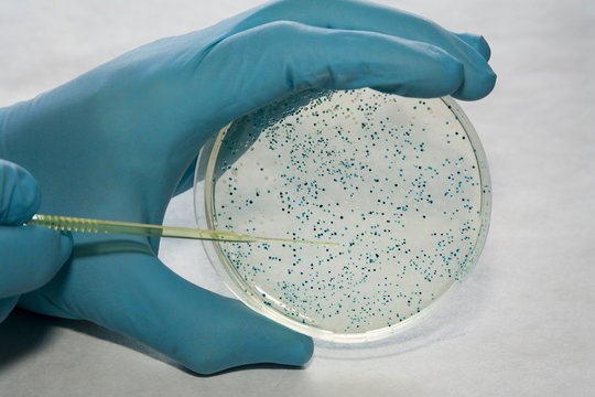 Blau-weiss-Selektion