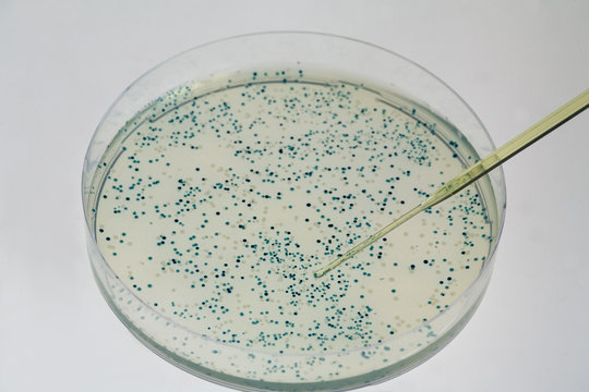 Blau-weiss-Selektion