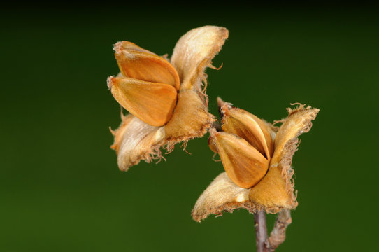 Zwei Bucheckern