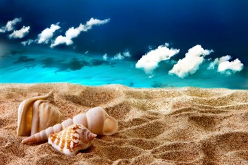Fototapeta na wymiar Sea shells on a sandy beach