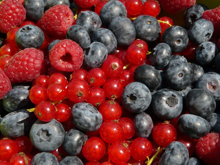 Sommerfrüchte III