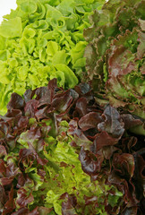 gros plan sur plusieurs variétés de salades