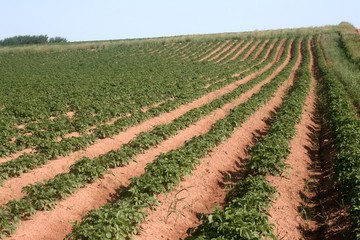 Fototapeta na wymiar Potato Field