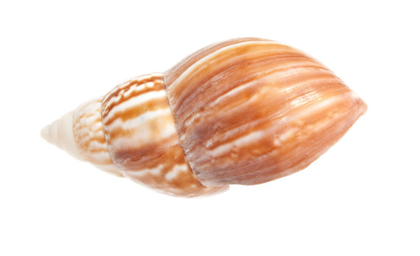 Seashell  isolated