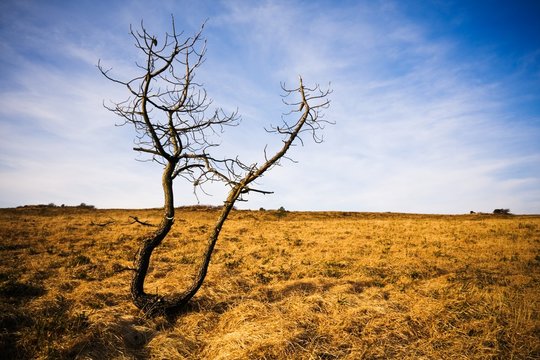 L'arbre seul du Menez-Hom (Bretagne)
