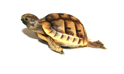 Obraz premium tortue