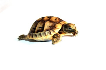 tortue