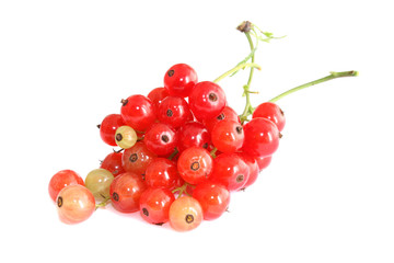 Red currant