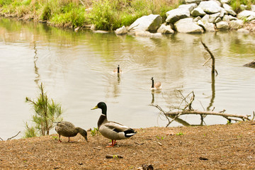 Two Ducks on Shore and Two in Lake