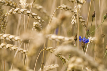 Weizen_2