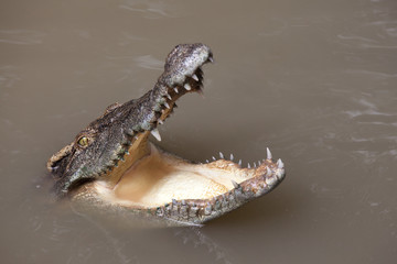 Crocodile gueule ouverte