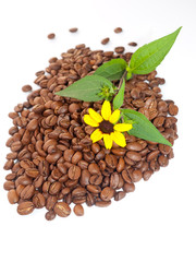 Obraz premium Coffee beans and yellow camomile.