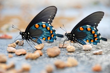 Fototapeta na wymiar Two Pipevine Swallowtail Butterflies